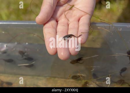 A frog tadpole with developed limbs held in a hand Stock Photo