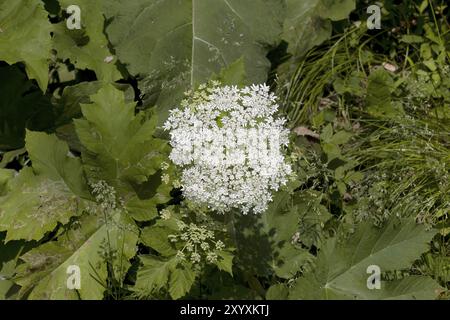 American Cow parsnip (Heracleum maximum) is also known as Satan celery, Indian celery, Indian rhubarb or pushki. Native to North America Stock Photo