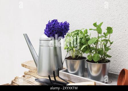 Gardening hobby concept, blue purple Hyacinth, green mint and basil herbs in metal pot, small garden pitchfork or rake and shovel, gloves, ceramic pot Stock Photo