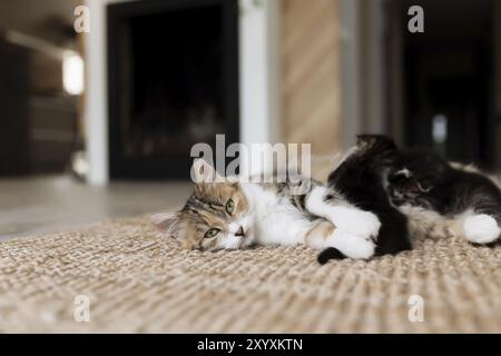 Tricolor mother female cat laying on the floor with kittens and nursing them. Mom cat with small baby cats. Concept of pets carrying Stock Photo