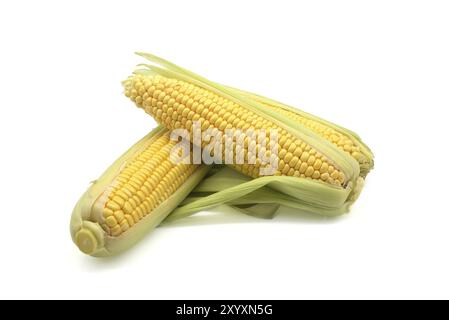 Fresh raw maize or corn on the cob with leaves isolated on white background, low angle view Stock Photo