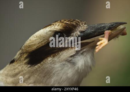 Hunter's kingfisher (Dacelo novaeguineae), also known as Laughing kookaburra, feeding Stock Photo