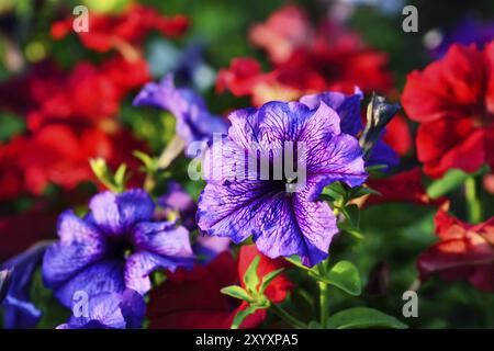 Floral background. Flowers of Petunia close up Stock Photo