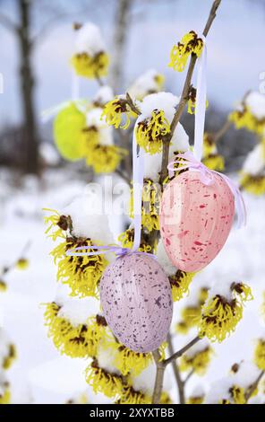Easter shrub Hamamelis, hamamelis shrub in easter time 11 Stock Photo