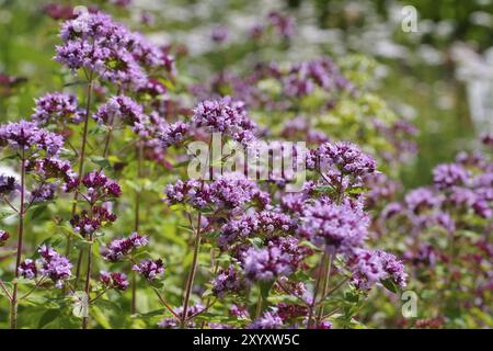 Oregano, a popular spice plant, a popular spice plant blooming in summer Stock Photo