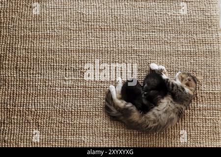 Tricolor mother female cat laying on the floor with kittens and nursing them. Mom cat with small baby cats. Concept of pets carrying Stock Photo