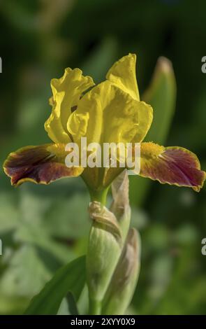 Iris, flower, Netherlands Stock Photo