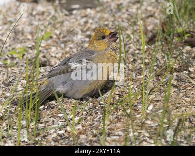 Pine Grosbeak (Pinicola enucleator), adult female, perched on the ground amongst sunflower seed husks, below bird feeding station, feeding and sunbath Stock Photo