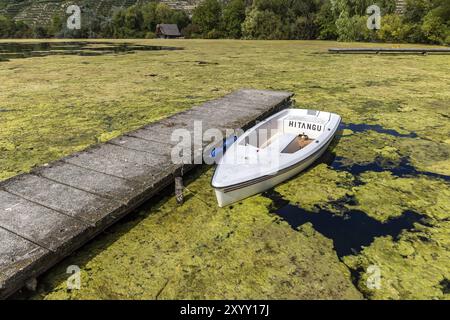 The hornwort plant (Ceratophyllum demersum) covers almost the entire Max-Eyth-See in Stuttgart. Now a mowing boat is to remove the aquatic plant so th Stock Photo