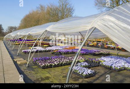 Open plastic european greenhouse with colorful flowering pansies Stock Photo