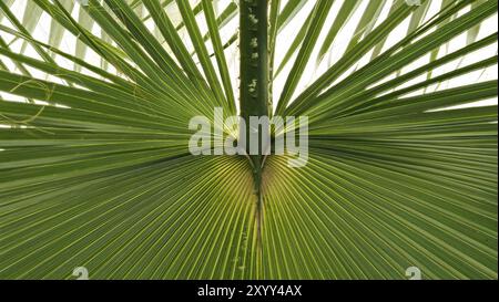 Close-Up of Green Palm Leaf With Detailed Texture and Pattern Stock Photo