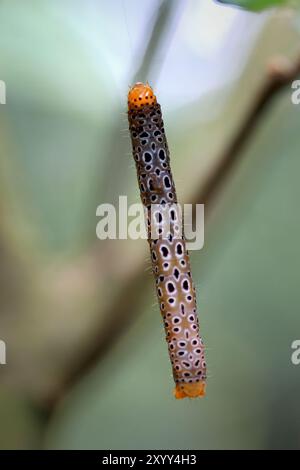 A macro shot of an inchworm with a distinctive orange head and tail. Its body is covered in small, round, black spots. The inchworm is suspended from Stock Photo