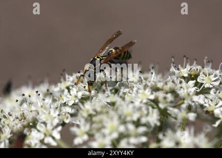 Wasp in a meadow chervil Stock Photo