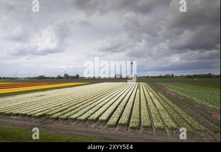 Colorful tulip fields over clouded sky and row of windmills Stock Photo