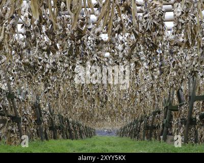 Wooden rack with dried fish in Iceland Stock Photo