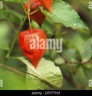 gooseberries-hang-from-a-green-bush-in-a-garden-on-a-sunny-day-in