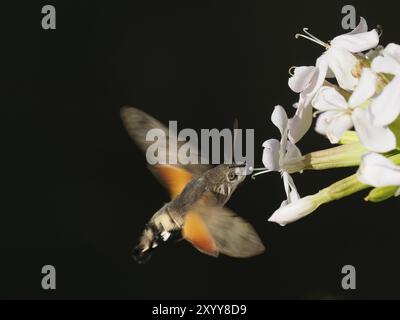 A dove tail drinks nectar from a flower Stock Photo