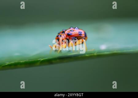 A close-up of an orange spotted weevil, Agomadaranus pardaloides, on a green leaf. The weevil has a distinctive orange body with black spots and a lon Stock Photo