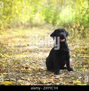 Black labrador retriever puppy in the autumn forest Stock Photo