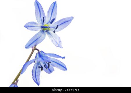 Blue star (Scilla siberica) on a white background Stock Photo