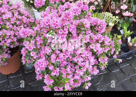 Room azalea at a market stall Stock Photo