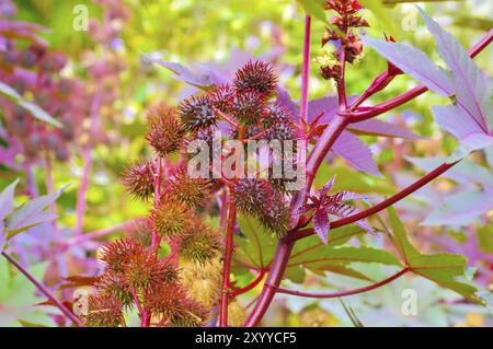 Wunderbaum, a castor oil plant with many seeds Stock Photo