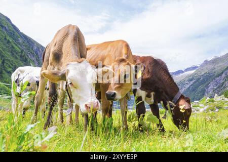 Cows of different colors graze on a spacious green meadow near a ...