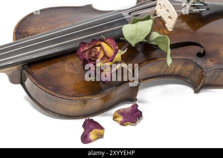 Old shiny violin with withered red and yellow rose blossom cropped on white Stock Photo