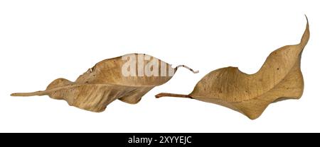 Macro shot of two brown withered leaves cropped on white Stock Photo