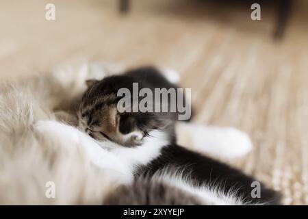 Tricolor mother female cat laying on the floor with kittens and nursing them. Mom cat with small baby cats. Concept of pets carrying Stock Photo