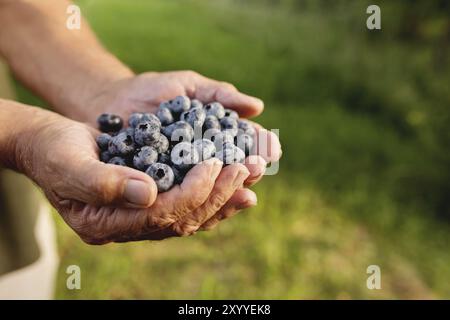 Senior man hands holding heap of fresh cultivated blueberry. Healthy eating and Alzheimer or dementia healing concept. Stock Photo