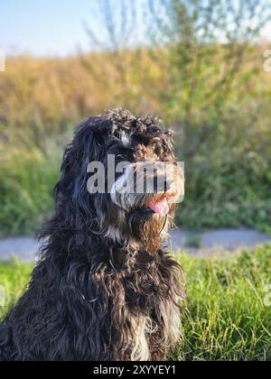 Goldendoodle dog sitting on the meadow. Black doodle with phantom drawing. Lovely loyal pet in nature. Animal photo Stock Photo