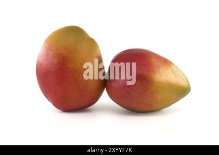 Two ripe mango fruits with a blend of red and yellow tones on their skin isolated against a white background Stock Photo