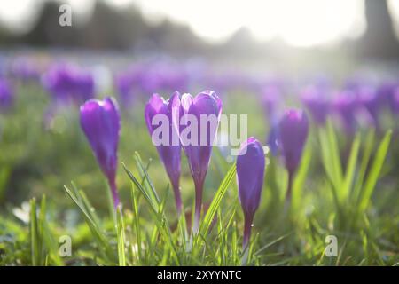 Purple crocus flowers outdoors in spring Stock Photo