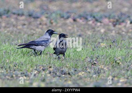 Hooded crows in a field. A pair of Carrion crow looking for food Stock Photo