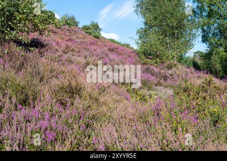 View of Hankley Common in Surrey during summer with hillside covered in purple pink heather, Surrey, England, UK Stock Photo