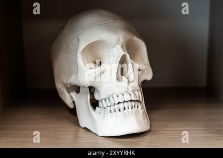 A model of a human skull on a shelf. Biology Classroom. High quality photo Stock Photo
