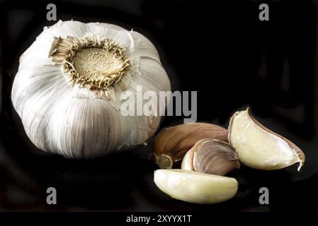 Den Helder, the Netherlands. August 3, 2021. Close up of garlic bulb on a black background. Stock Photo