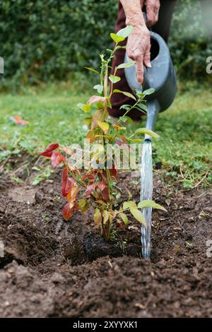 Gardener wating a young blueberry shrub after planting it. Stock Photo