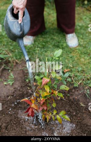 Gardener wating a young blueberry shrub after planting it. Stock Photo