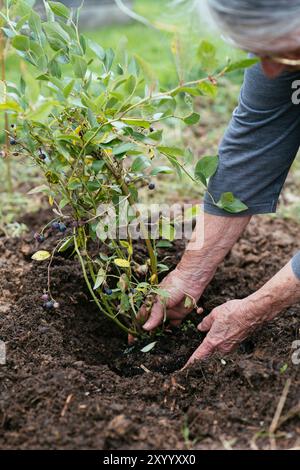 Gardener planting a young blueberry shrub (Vaccinium corymbosum) Stock Photo