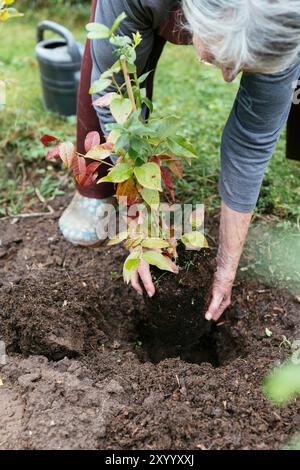 Gardener planting a young blueberry shrub (Vaccinium corymbosum) Stock Photo