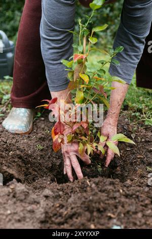 Gardener planting a young blueberry shrub (Vaccinium corymbosum) Stock Photo