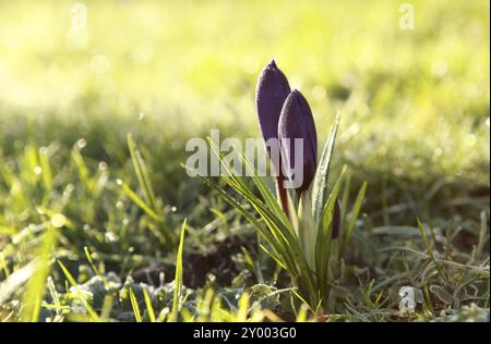 Crocus flower in morning sunlight close up outdoor Stock Photo