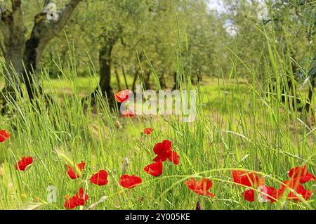 Klatschmohn Olivenhain, Klatschmohn in Olivenhain 03 Stock Photo