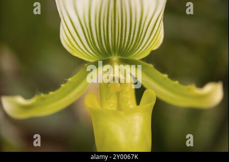 Closeup of a green Ladies Slipper Orchid (Paphiopedilum) Stock Photo