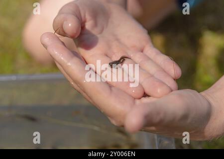 A frog tadpole with developed limbs held in a hand Stock Photo