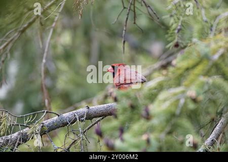 The northern cardinal (Cardinalis cardinalis) . Male in spring during bird courtship sitting on a branch tree Stock Photo