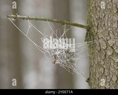 A spider's web is covered in hoar frost Stock Photo