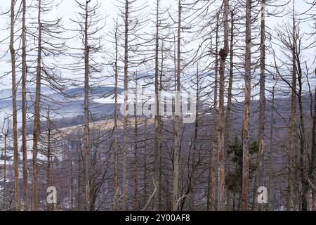 Dry spruce trees in winter forest, Harz mountains, Germany, Europe Stock Photo